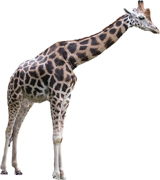 长颈鹿 PNG透明背景免抠图元素 素材中国编号:13527