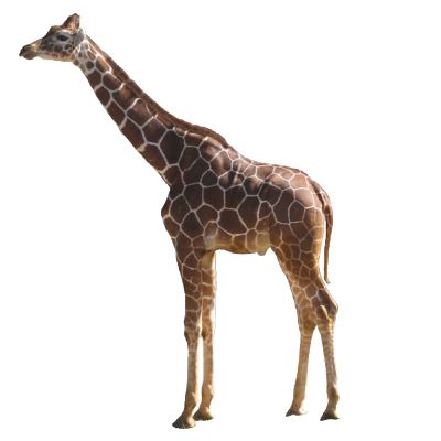 长颈鹿 PNG免抠图透明素材 16设计网编号:13533
