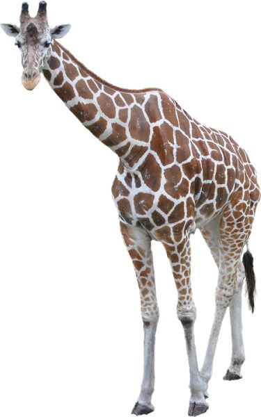 长颈鹿 PNG透明背景免抠图元素 16图库网编号:13534