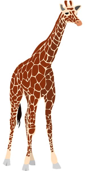 长颈鹿 PNG免抠图透明素材 16设计网编号:13535