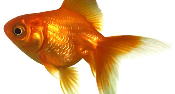 金鱼 PNG免抠图透明素材 16设计网