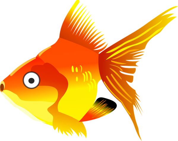 金鱼 PNG透明背景免抠图元素 16图库网编号:67600