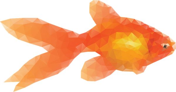 金鱼 PNG免抠图透明素材 16设计网编号:67601