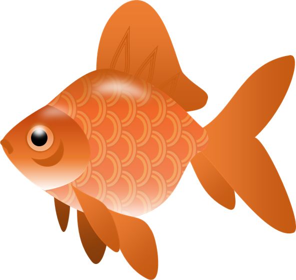 金鱼 PNG免抠图透明素材 16设计网编号:67668