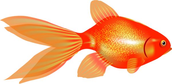 金鱼 PNG免抠图透明素材 16设计网编号:67672