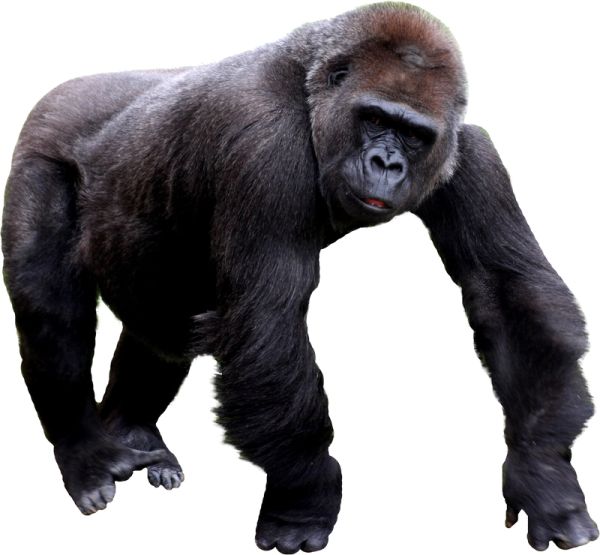 大猩猩 PNG免抠图透明素材 16设计网编号:18701
