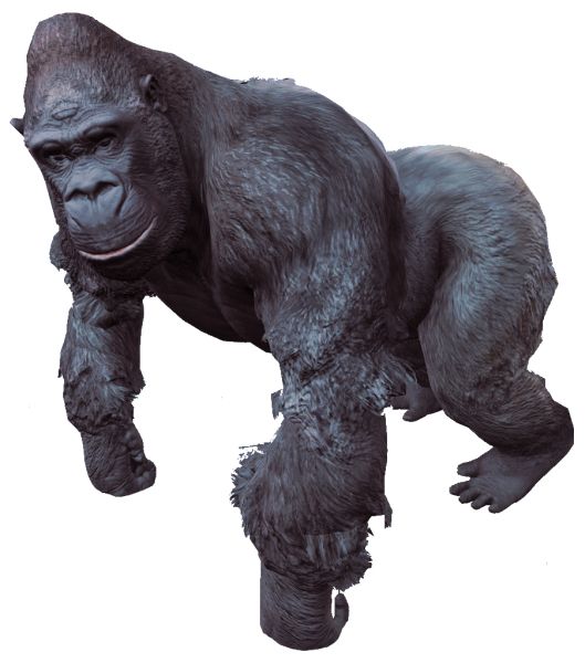 大猩猩 PNG免抠图透明素材 16设计网编号:18703