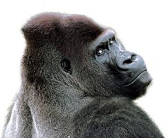 大猩猩 PNG免抠图透明素材 16设计网编号:18705