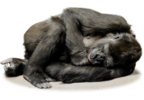 大猩猩 PNG透明元素免抠图素材 16素材网编号:18706