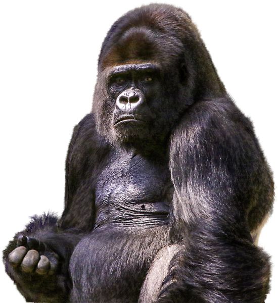 大猩猩 PNG透明元素免抠图素材 16素材网编号:18707