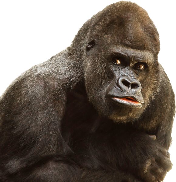 大猩猩 PNG透明背景免抠图元素 16图库网编号:18708