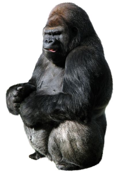 大猩猩 PNG透明背景免抠图元素 16图库网编号:18711
