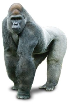 大猩猩 PNG免抠图透明素材 16设计网编号:18713