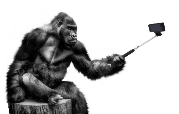 大猩猩 PNG免抠图透明素材 素材天下编号:18714