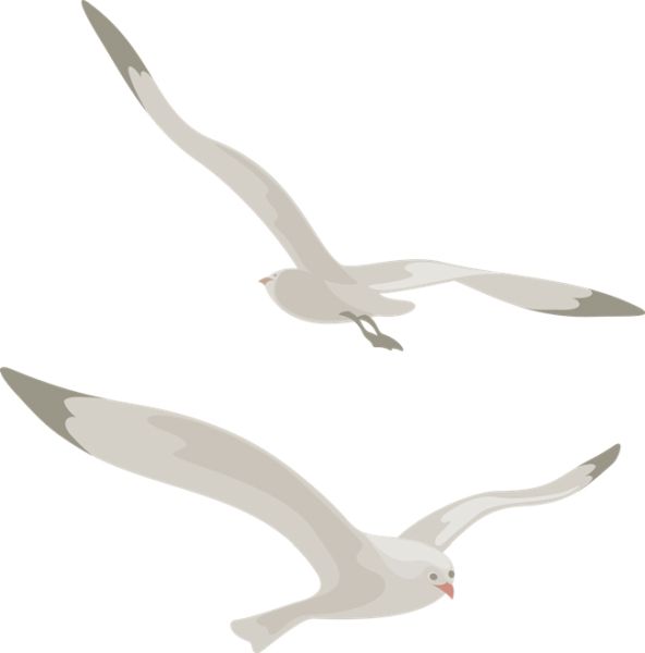 海鸥 PNG透明背景免抠图元素 16图库网编号:28569