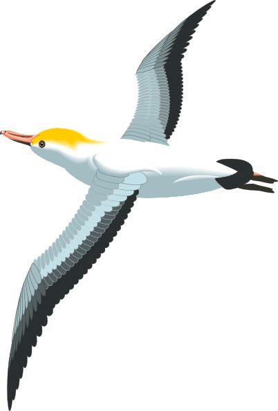 海鸥 PNG免抠图透明素材 素材天下