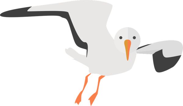 海鸥 PNG免抠图透明素材 16设计网编号:28603