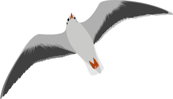 海鸥 PNG透明背景免抠图元素 16图库网编号:28604