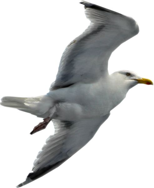 海鸥 PNG免抠图透明素材 16设计网编号:28610