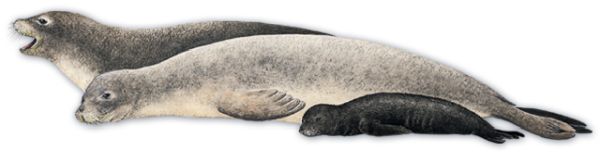 海豹 PNG免抠图透明素材 16设计网编号:25071