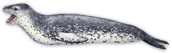 海豹 PNG免抠图透明素材 16设计网编号:25072