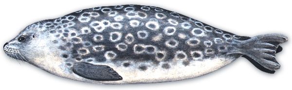 海豹 PNG透明背景免抠图元素 素材中国编号:25075