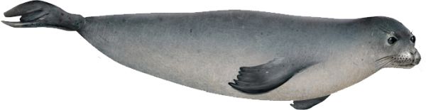 海豹 PNG透明背景免抠图元素 16图库网编号:25063