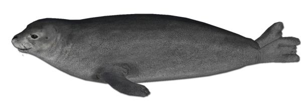 海豹 PNG透明背景免抠图元素 素材中国编号:25088