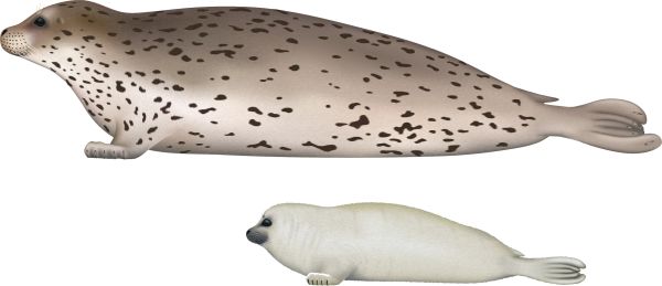 海豹 PNG免抠图透明素材 16设计网编号:25066