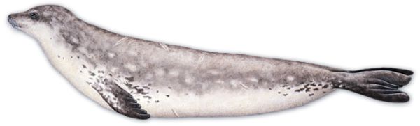 海豹 PNG透明背景免抠图元素 16图库网编号:25068