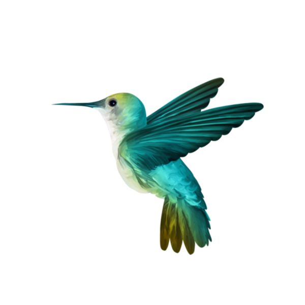 蜂鸟 PNG免抠图透明素材 16设计网编号:67105