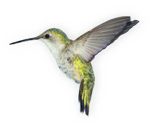 蜂鸟 PNG免抠图透明素材 16设计网编号:67118