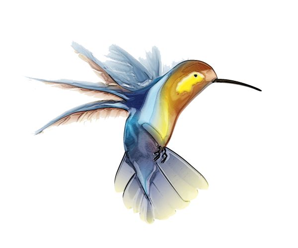 蜂鸟 PNG免抠图透明素材 16设计网编号:67100