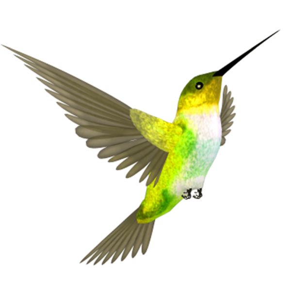 蜂鸟 PNG透明背景免抠图元素 16图库网编号:67169