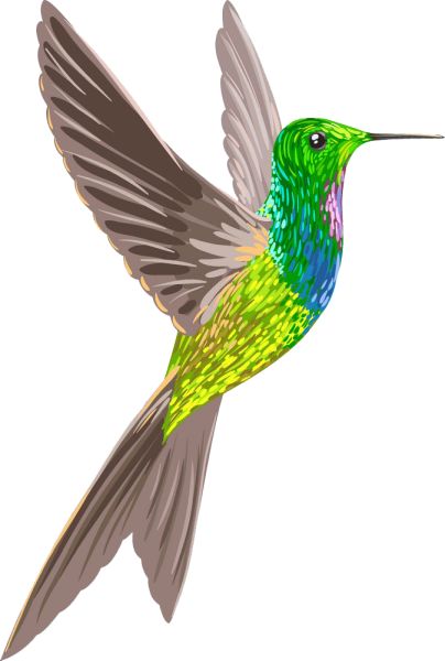蜂鸟 PNG透明背景免抠图元素 16图