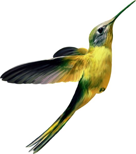 蜂鸟 PNG透明背景免抠图元素 16图库网编号:67186