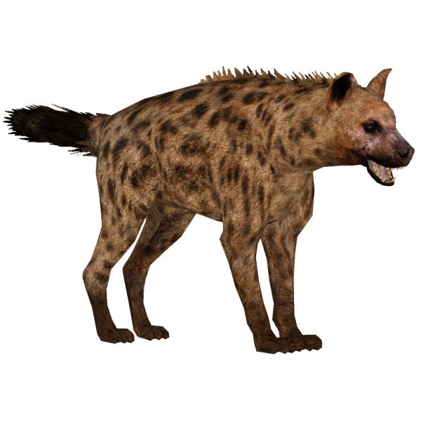 鬣狗 PNG透明背景免抠图元素 素材