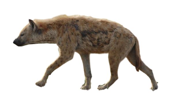 鬣狗 PNG透明背景免抠图元素 素材中国编号:31460