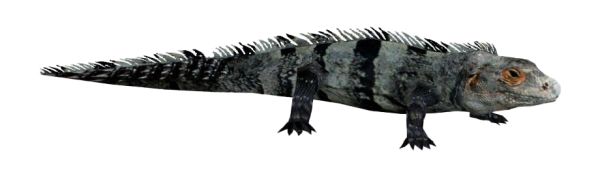 鬣蜥PNG免抠图透明素材 16设计网编号:93190