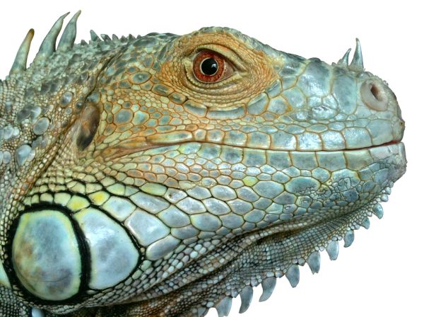 鬣蜥PNG免抠图透明素材 16设计网编号:93193