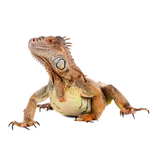 鬣蜥PNG免抠图透明素材 素材天下编