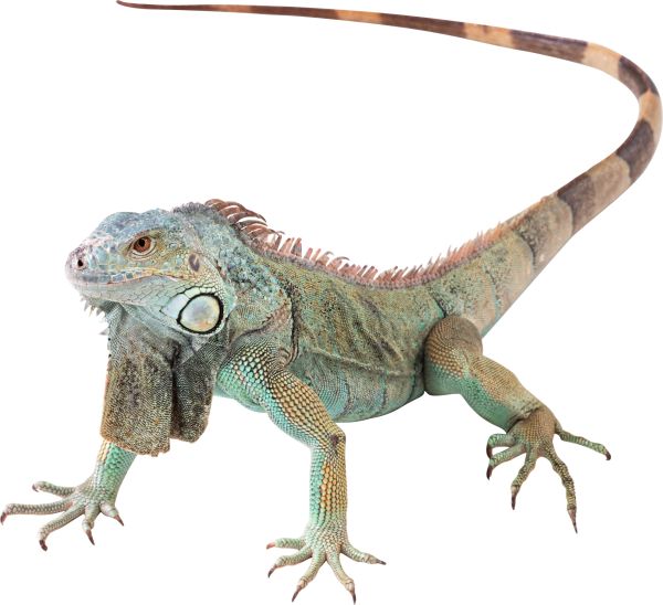 鬣蜥PNG免抠图透明素材 素材天下编