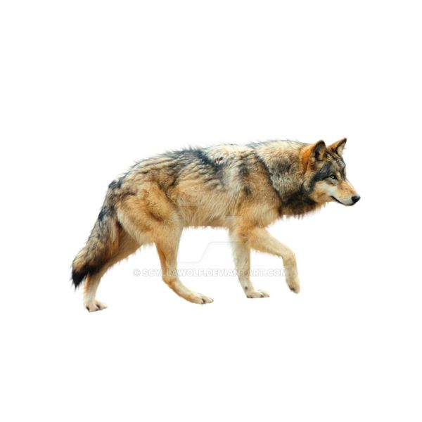 豺狼 PNG免抠图透明素材 16设计网编号:60162