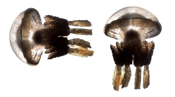 水母 PNG透明背景免抠图元素 16图库网编号:47059