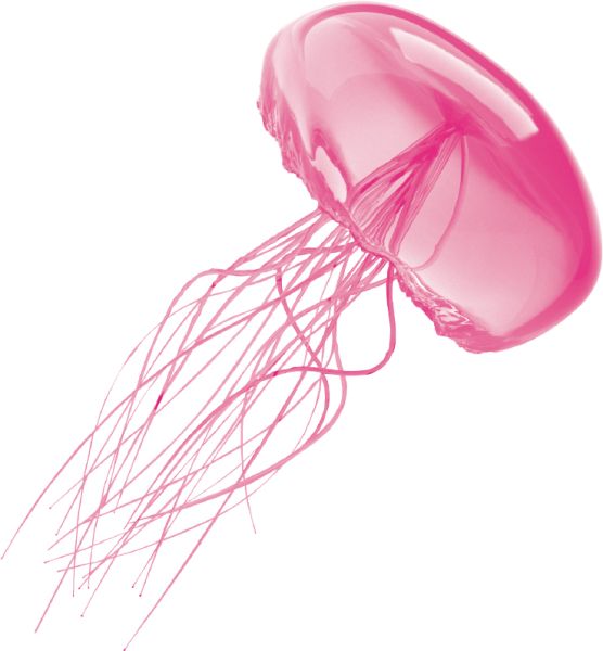 水母 PNG免抠图透明素材 16设计网编号:47075
