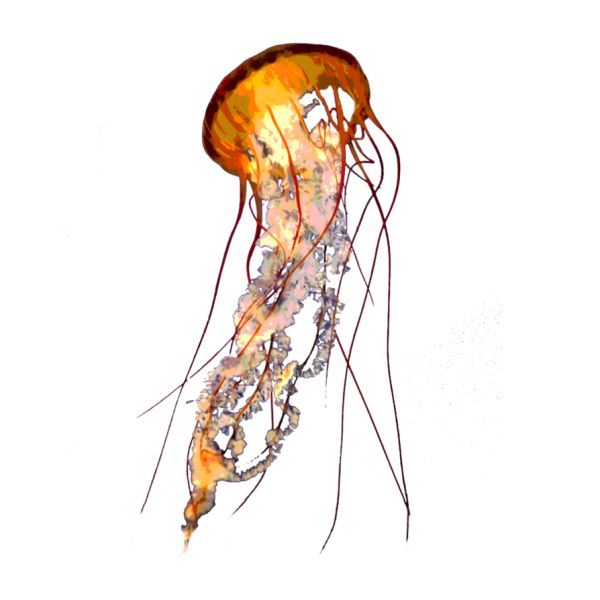 水母 PNG免抠图透明素材 素材天下