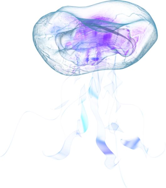水母 PNG透明背景免抠图元素 16图库网编号:47088