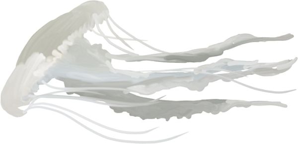 水母 PNG免抠图透明素材 16设计网编号:47044