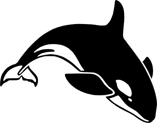 虎鲸 PNG免抠图透明素材 16设计网编号:71251
