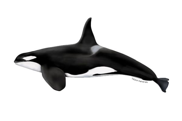 虎鲸 PNG透明背景免抠图元素 16图库网编号:71260